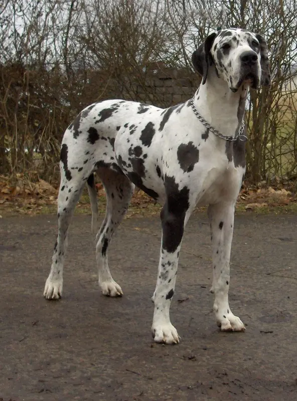 Great Dane thumbnail 7