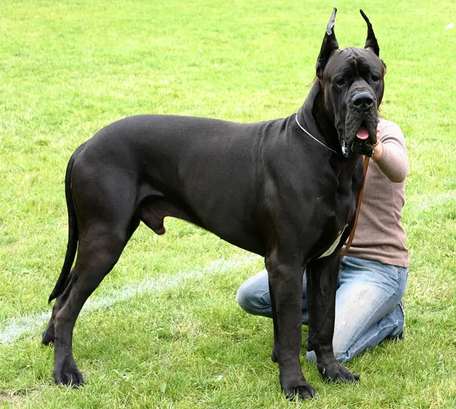 Great Dane photo thumbnail 6