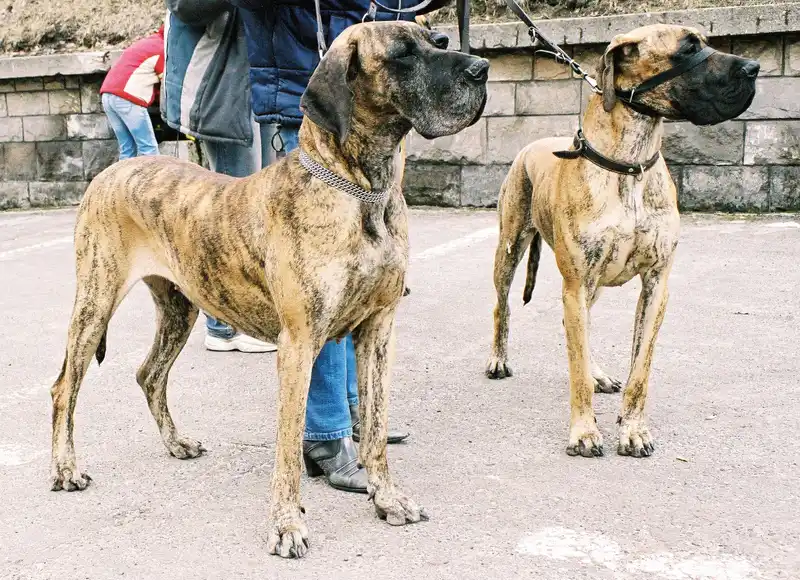 Great Dane thumbnail 3