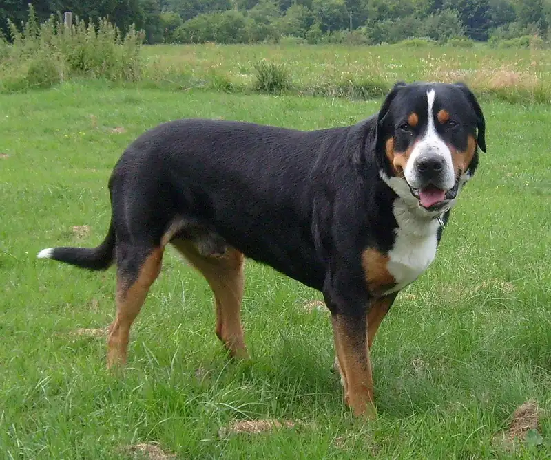 Greater Swiss Mountain Dog side profile view