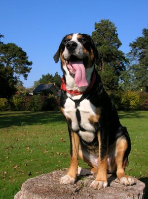 Greater Swiss Mountain Dog full body photo