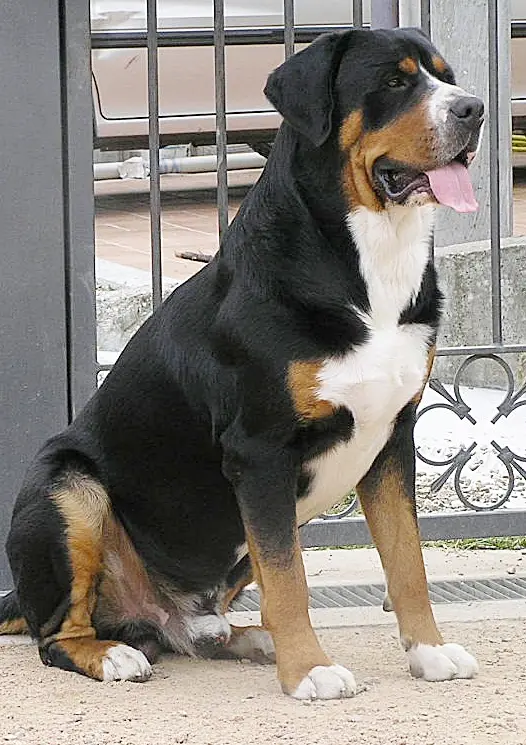 Greater Swiss Mountain Dog - Image 4