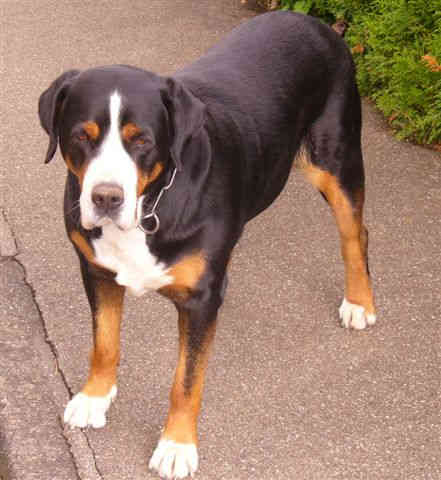 Greater Swiss Mountain Dog photo thumbnail 5