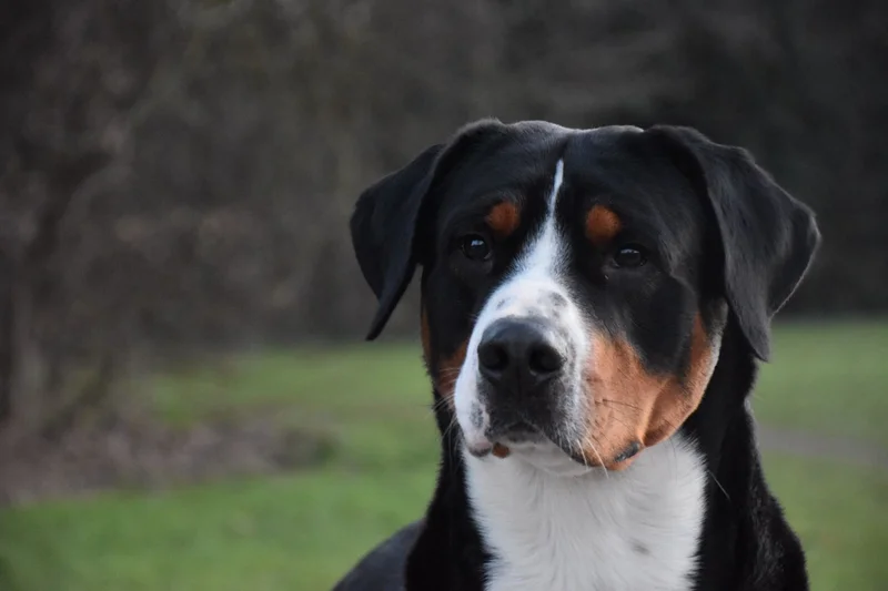 Greater Swiss Mountain Dog thumbnail 1