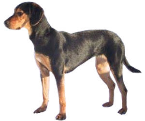 Greek Harehound photo thumbnail 3