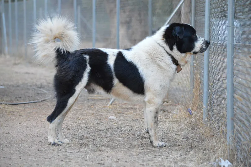 Greek Shepherd - Dog breed similar to Sardinian Shepherd Dog