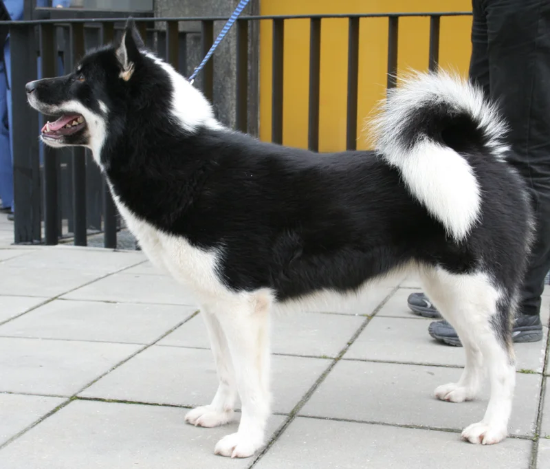 Greenland Dog - The Greenland Dog is a powerful, ancient sled dog known for its strength, loyalty, and endurance. Ideal for active owners, they thrive in cold climates and require extensive exercise.