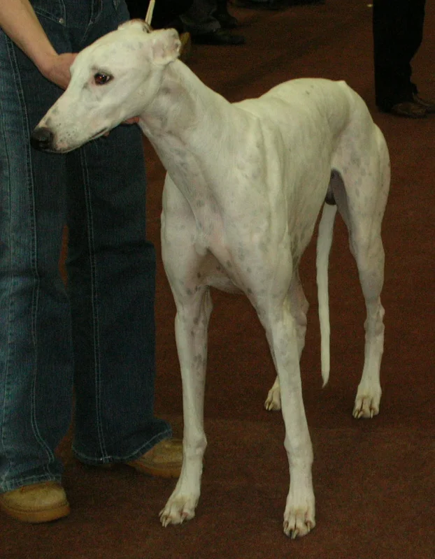 Greyhound side profile view