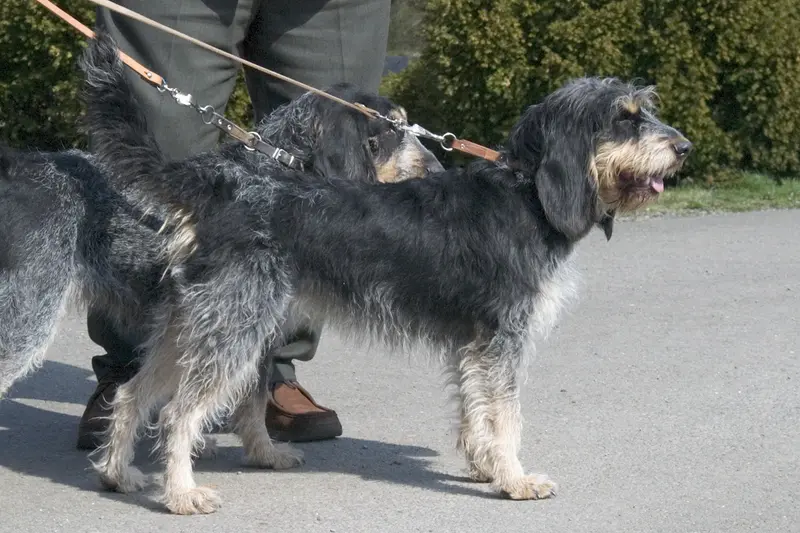 Griffon Bleu de Gascogne - Dog breed similar to Griffon Nivernais