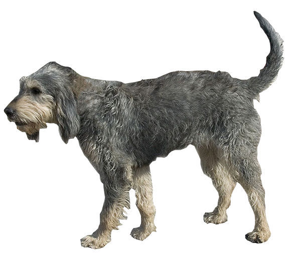 Griffon Nivernais - Image 2