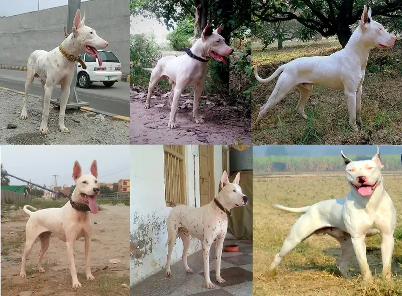 Gull Terrier, a 91% match to Airedale Terrier