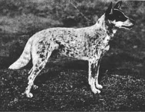 Halls Heeler - Dog breed similar to Villano de Las Encartaciones