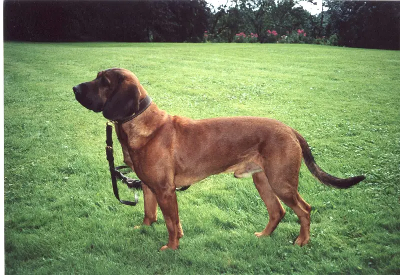 Hanover Hound side profile view