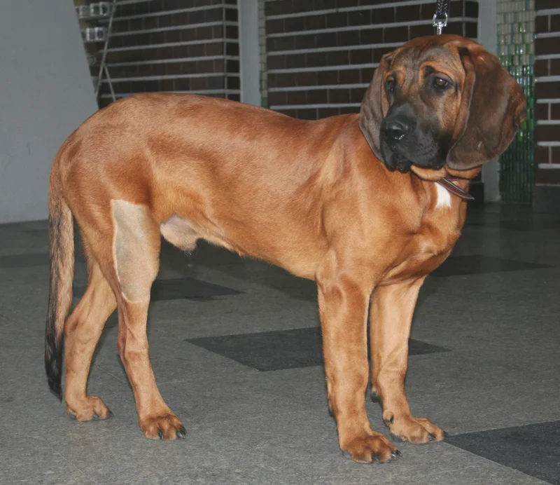 Hanover Hound photo thumbnail 3