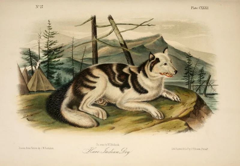 Hare Indian Dog - Hound breed known for being Affectionate and Agile