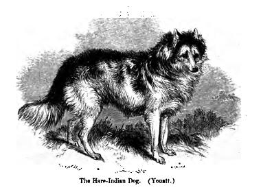 Hare Indian Dog photo thumbnail 2