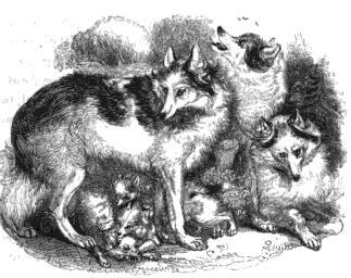 Hare Indian Dog photo thumbnail 3