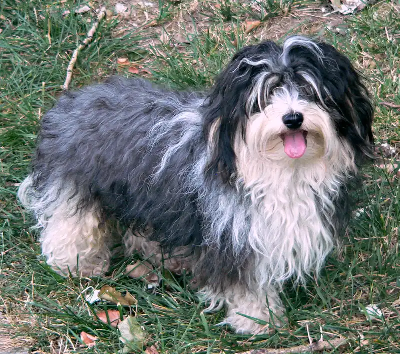 Havanese photo thumbnail 2