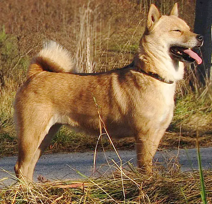 Hokkaido - Working breed known for being Brave and Independent