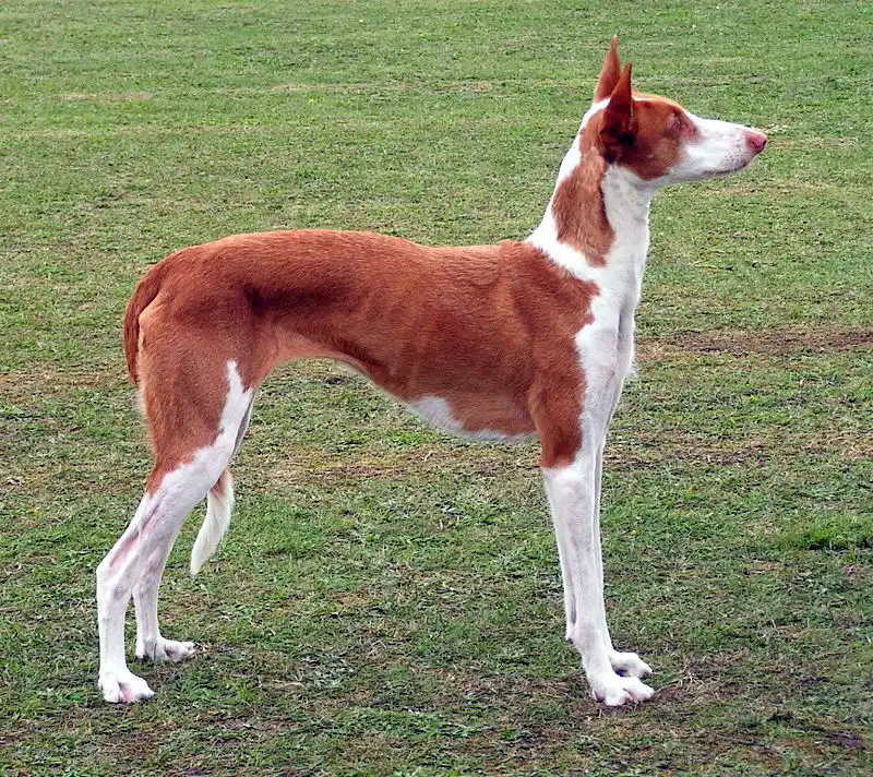 Ibizan Hound - Dog breed similar to Dingo