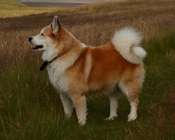 Icelandic Sheepdog side profile view