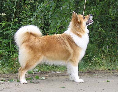 Icelandic Sheepdog full body photo