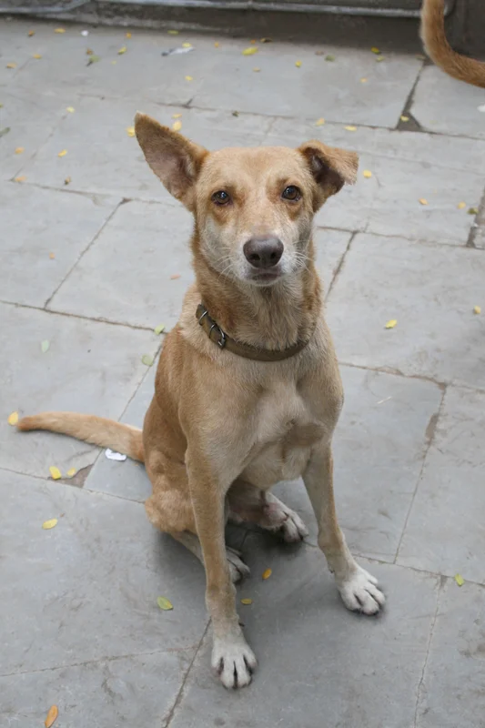Indian Pariah Dog side profile view