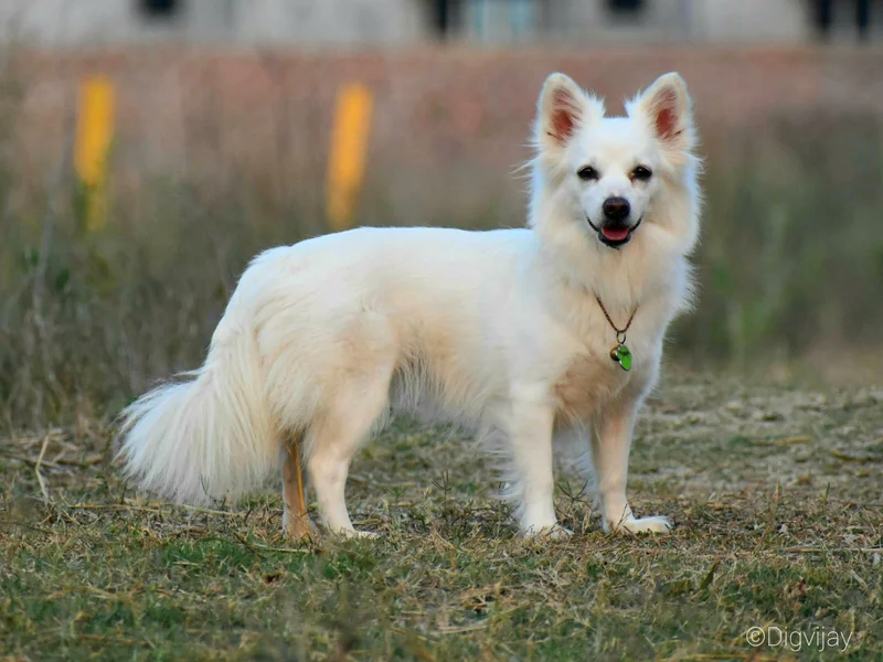 Indian Spitz - Utility breed known for being Adaptable and Affectionate