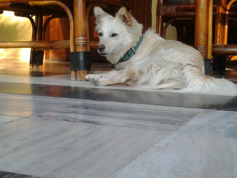 Indian Spitz - Image 3