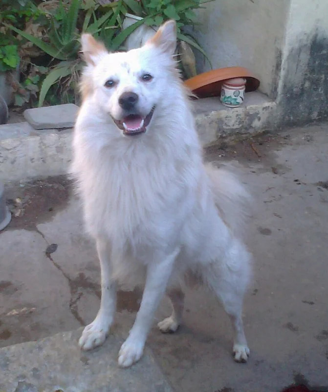 Indian Spitz photo thumbnail 3