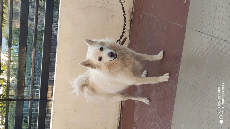 Indian Spitz close-up photo