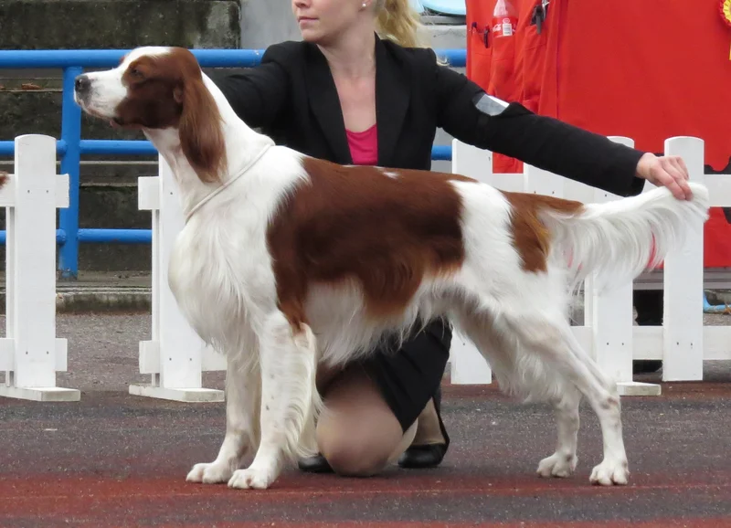 Irish Red and White Setter - Image 1