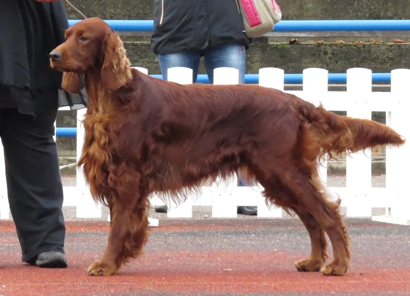 Irish Setter photo thumbnail 2