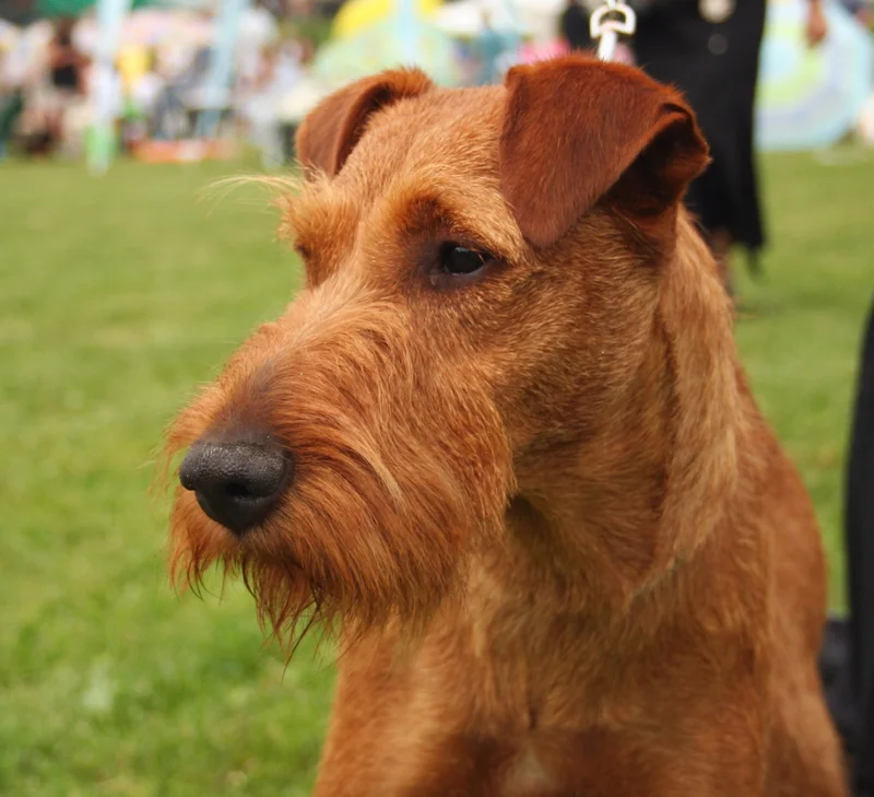 Irish Terrier close-up photo