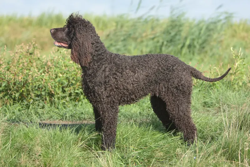 Irish Water Spaniel photo thumbnail 1