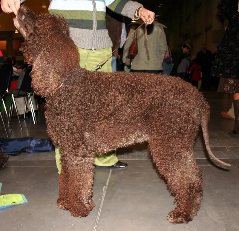 Irish Water Spaniel - The Irish Water Spaniel is a rare, energetic breed known for its unique curly coat and playful personality. Ideal for active families and hunters.