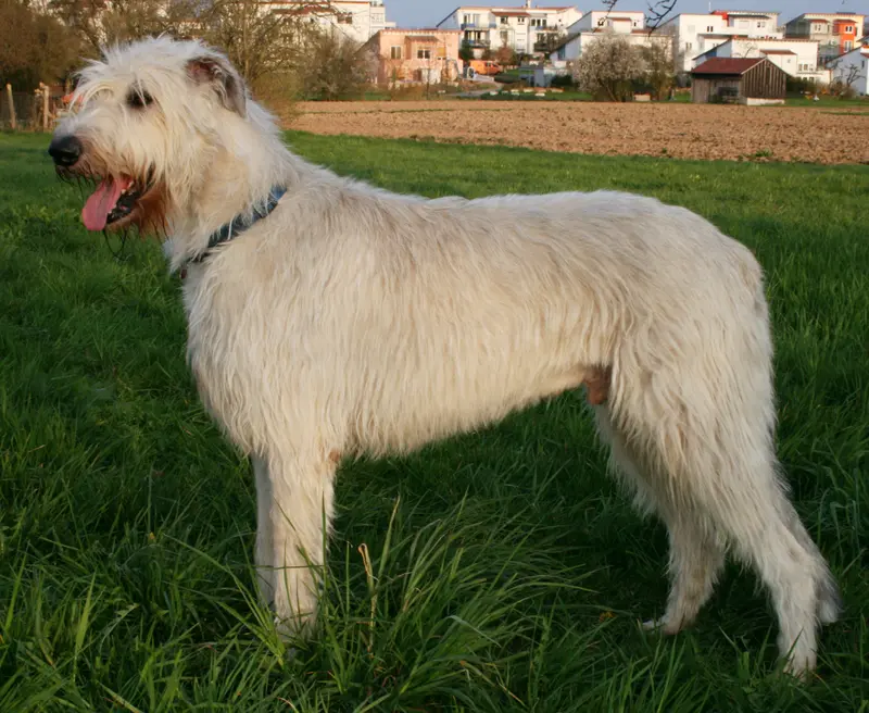 Irish Wolfhound thumbnail 2