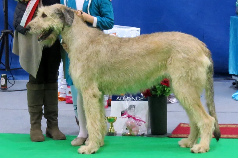 Irish Wolfhound photo thumbnail 4