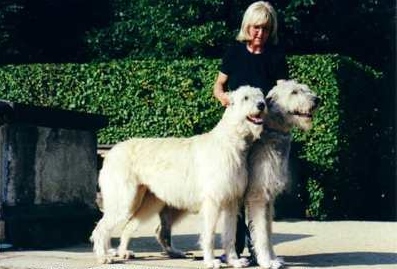 Irish Wolfhound photo thumbnail 5