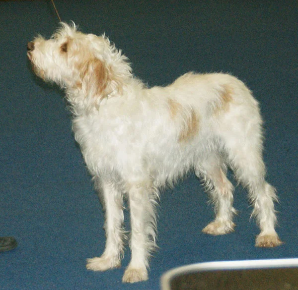 Istrian Coarse-haired Hound - Image 2