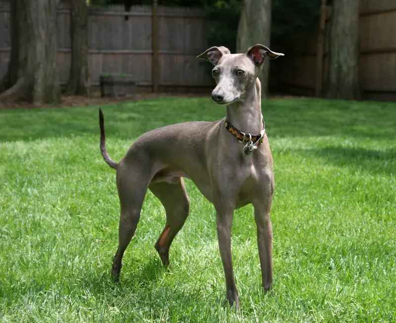 Italian Greyhound - The Italian Greyhound is a small, elegant sighthound known for its affectionate nature and agility. With a history spanning over 2,000 years, this breed thrives on companionship and requires regular exercise to stay happy and healthy.