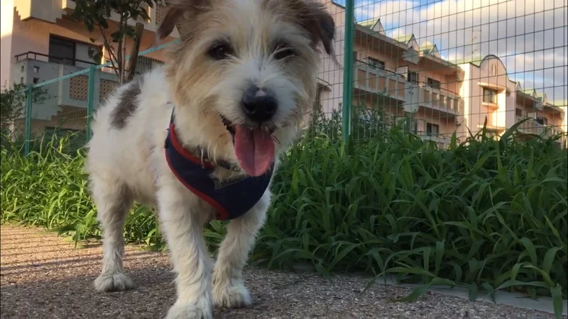 Jack Russell Terrier close-up photo