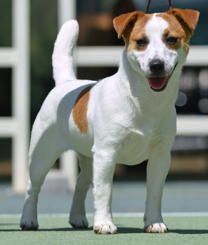 Jack Russell Terrier photo thumbnail 5