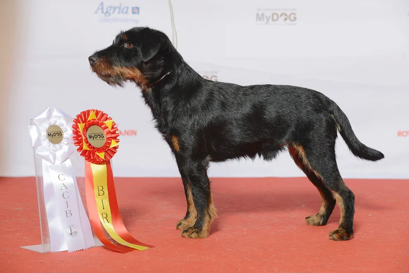 Jagdterrier - Dog breed similar to East Siberian Laika