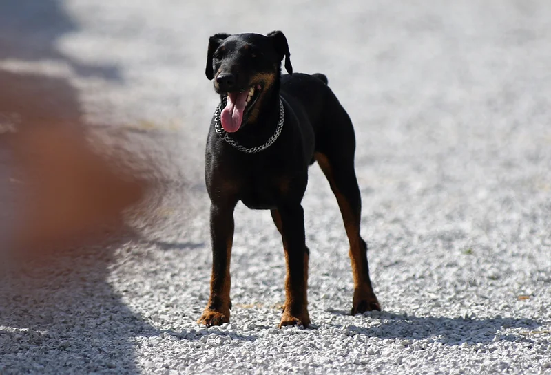 Jagdterrier - Image 3