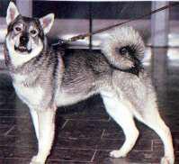 Jamthund photo thumbnail 4