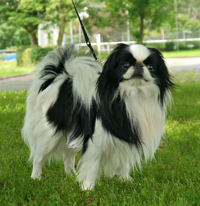 Japanese Chin photo thumbnail 1