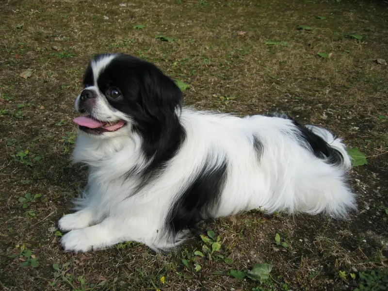 Japanese Chin, a 89% match to Pug
