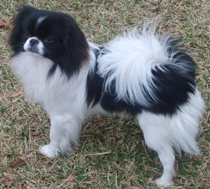 Japanese Chin photo thumbnail 3