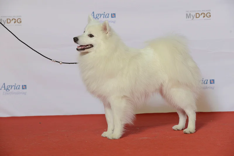Japanese Spitz thumbnail 1